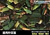 腊肉炒蒜苗的做法