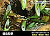 鲅鱼粉条的做法