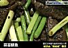 蒜苔鳝鱼的做法