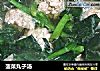 菠菜丸子汤的做法
