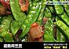 腊肠荷兰豆的做法