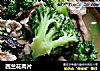 西兰花肉片的做法