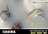 花蛤豆腐汤的做法