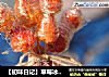 【初味日记】草莓冰糖葫芦的做法