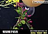 雪梨橘子奶昔的做法