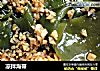 凉拌海带的做法