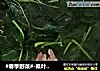#春季野菜#-桑叶瘦肉汤的做法