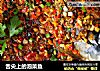 舌尖上的泡菜鱼的做法