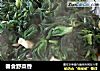 春食野菜香的做法