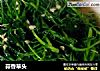蒜香草头的做法