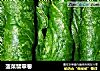 菠菜翡翠卷的做法
