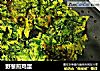 野葱煎鸡蛋的做法