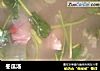 冬瓜汤的做法