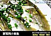 家常炖小黄鱼的做法