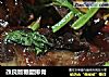 改良版糖醋排骨的做法