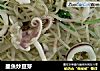 墨魚炒豆芽的做法