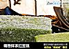 椰香抹茶红豆糕的做法
