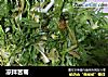 凉拌苦菊的做法