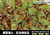 潮音潮人：花生烧丝瓜的做法