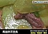 肉丝炒芥兰头的做法