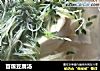 苜蓿豆腐汤的做法