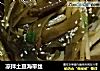 凉拌土豆海带丝的做法