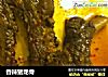 香辣猪龙骨的做法