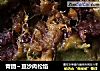 青团～豆沙肉松馅的做法