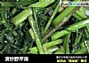 清炒野芹菜的做法