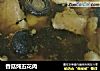 香菇炖五花肉的做法
