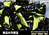 黄瓜木耳便当的做法