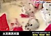 火龙果西米露的做法