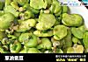 葱油蚕豆的做法