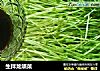 生拌龙须菜的做法