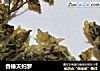 香椿天妇罗的做法