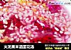 火龙果米酒蛋花汤的做法