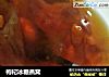 枸杞冰糖燕窝的做法