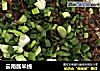 云南酱米线的做法