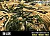 蒲公英的做法