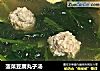 菠菜豆腐丸子汤的做法