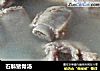 石斛猪骨汤的做法