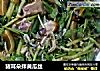 猪耳朵拌黄瓜丝的做法