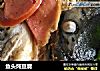 鱼头炖豆腐的做法