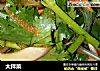 大拌菜的做法