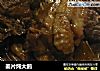 姜片炖大鹅的做法