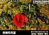 香椿煎鸡蛋的做法