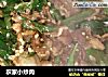 农家小炒肉的做法