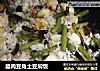 腊肉豆角土豆焖饭的做法