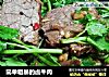简单粗暴的卤牛肉的做法