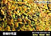 香椿炒鸡蛋的做法
